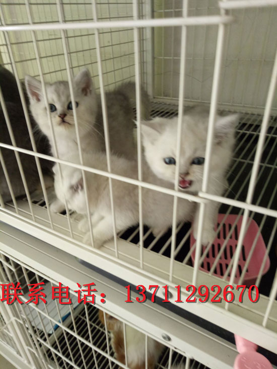 深圳哪里有出售银渐层 深圳银渐层一只多少钱