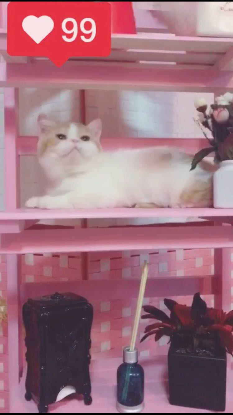 辽宁沈阳出售加菲