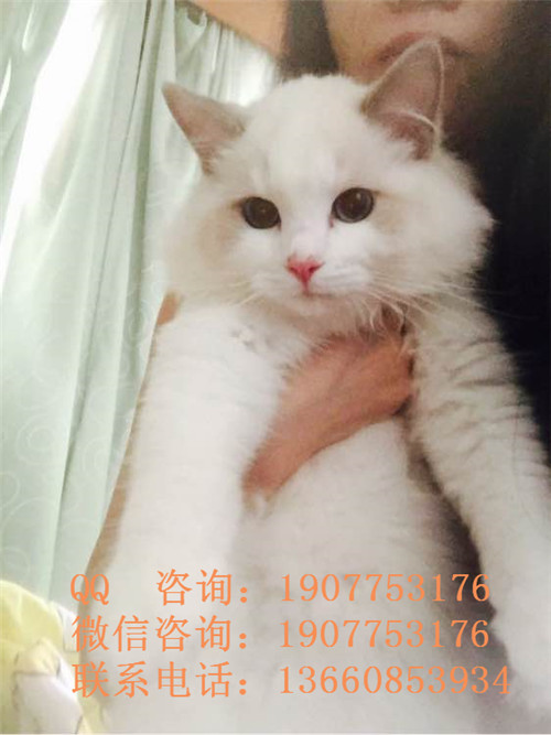 深圳哪里有出售布偶 深圳布偶一只多少钱