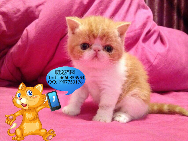 清远哪里有出售加菲猫 清远加菲猫一只多少钱