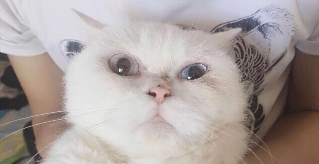 英短母猫，难得的鸳鸯眼！