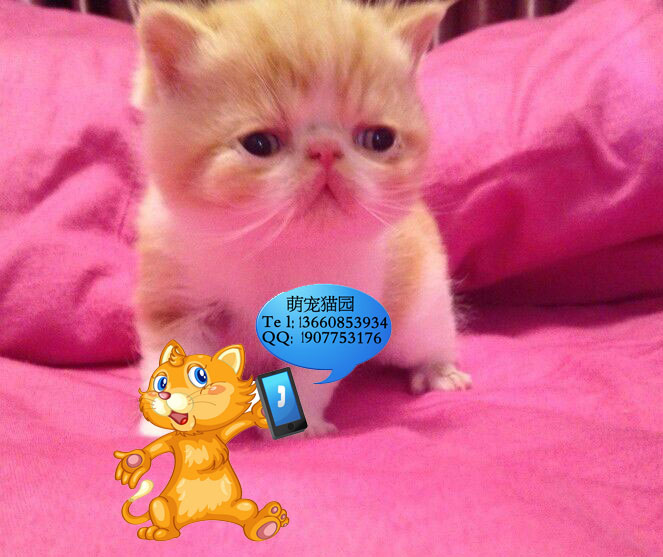 清远哪里有出售加菲猫 清远加菲猫一只多少钱