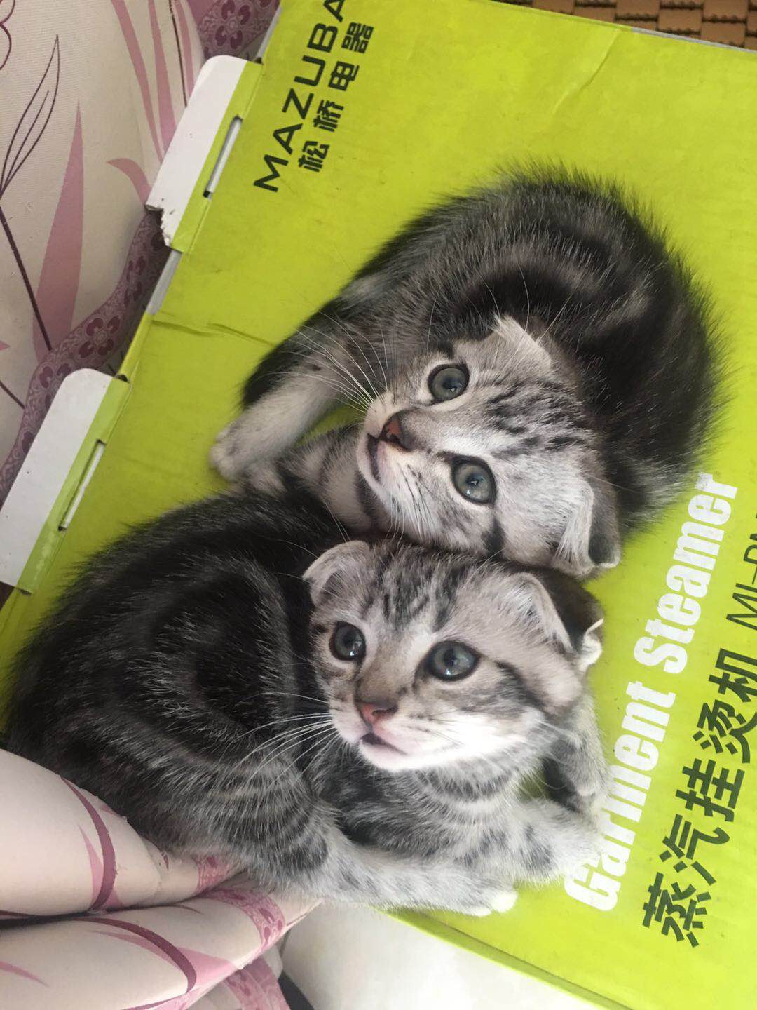 自家养虎斑折耳宝宝