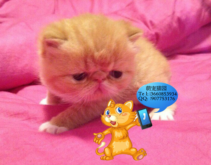 清远哪里有出售加菲猫 清远加菲猫一只多少钱