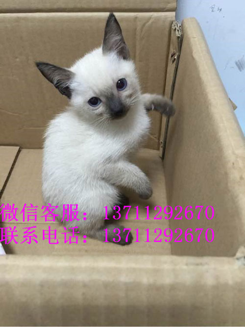 深圳哪里有出售暹罗猫 深圳暹罗猫一只多少钱