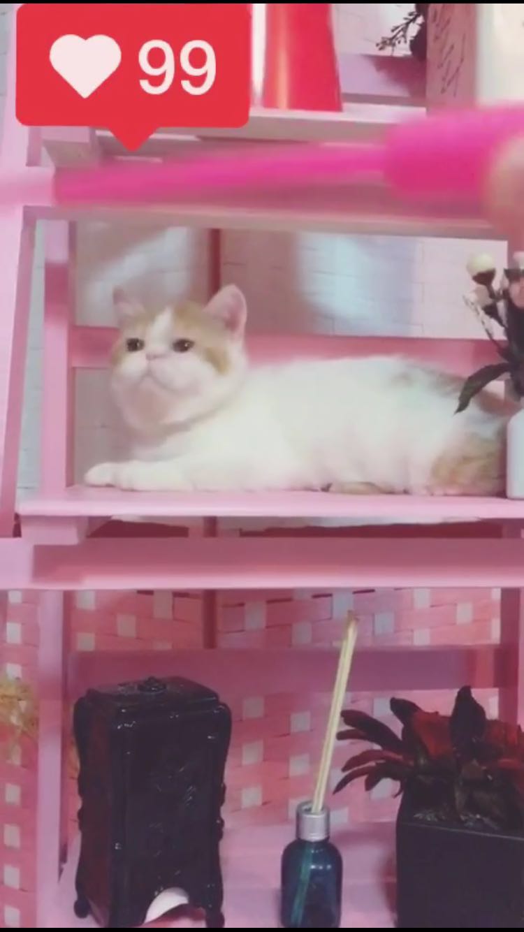 辽宁沈阳出售加菲