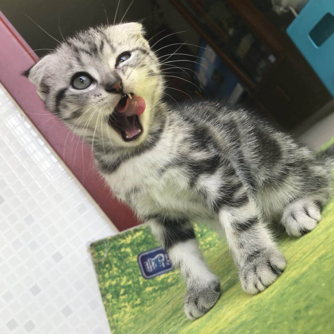 自家养虎斑折耳宝宝