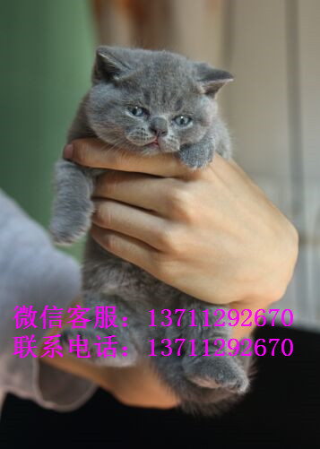 广州哪里有出售蓝猫 广州蓝猫一只多少钱