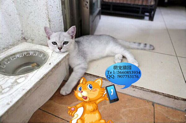 广州哪里有出售银渐层 广州银渐层一只多少钱