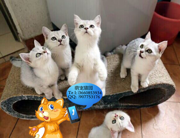 深圳哪里有出售银渐层 深圳银渐层一只多少钱