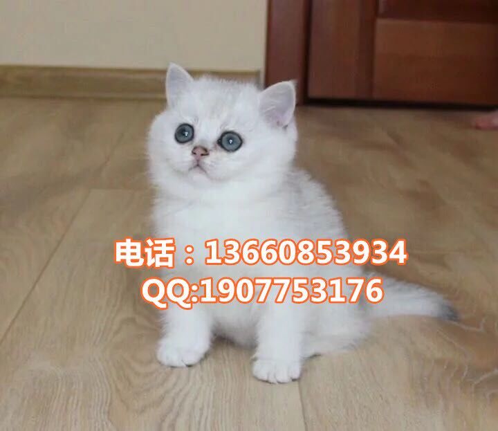 江门哪里有出售银渐层 江门银渐层一只多少钱