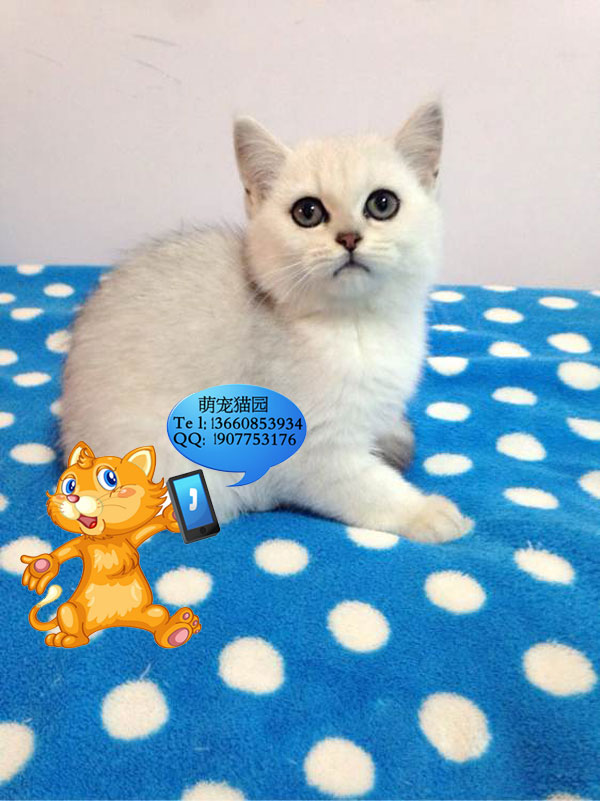 广州哪里有出售银渐层 广州银渐层一只多少钱