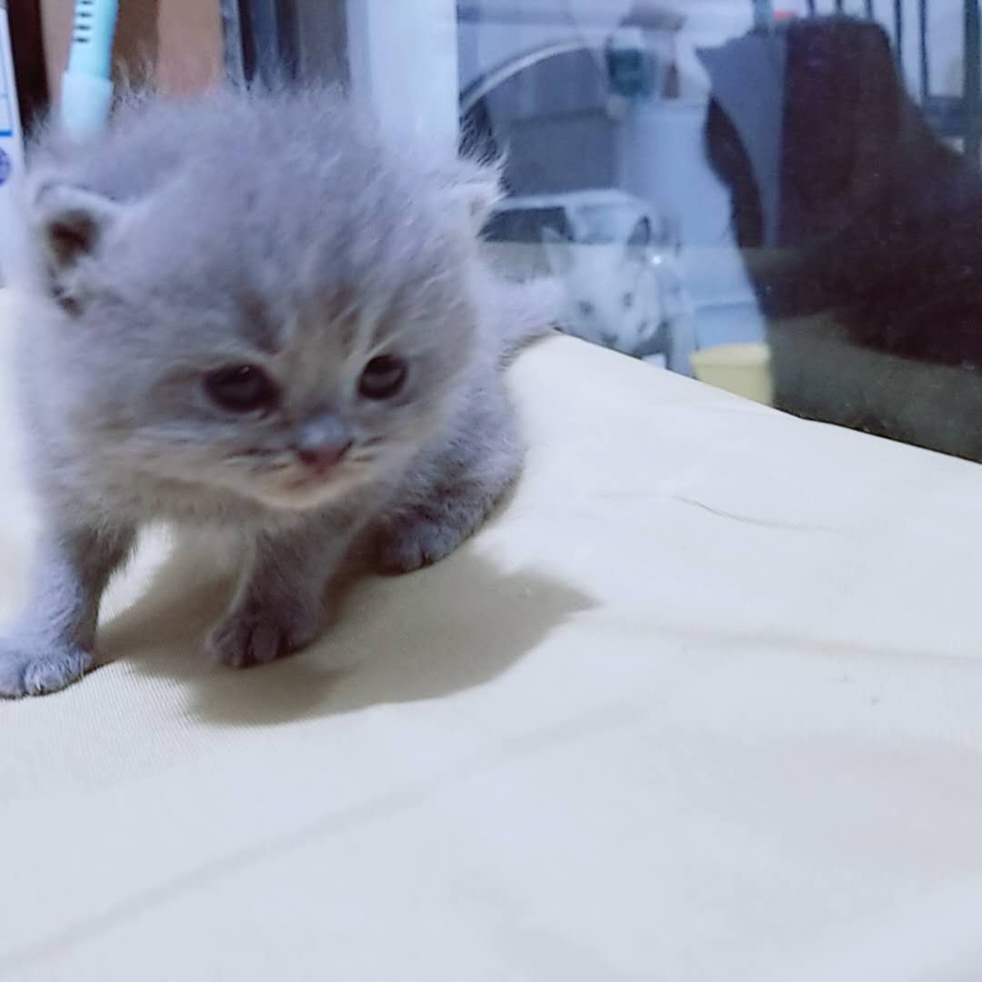 自家小蓝猫（英短）宁波