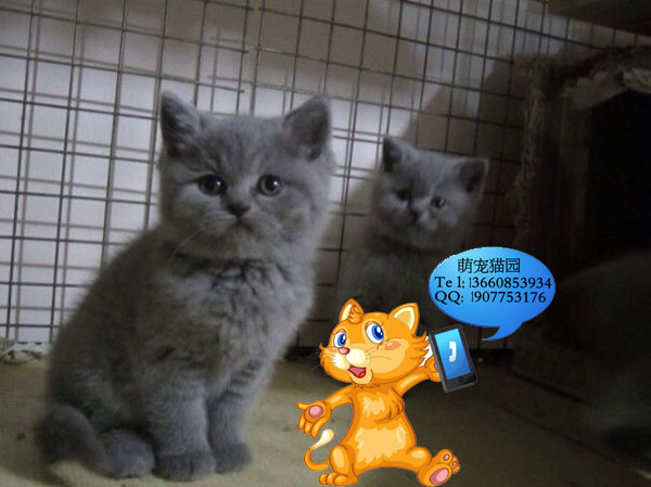 江门哪里有出售蓝猫 江门蓝猫一只多少钱