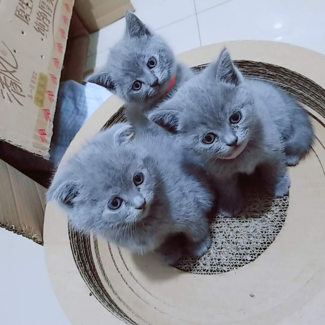 自家小蓝猫（英短）宁波