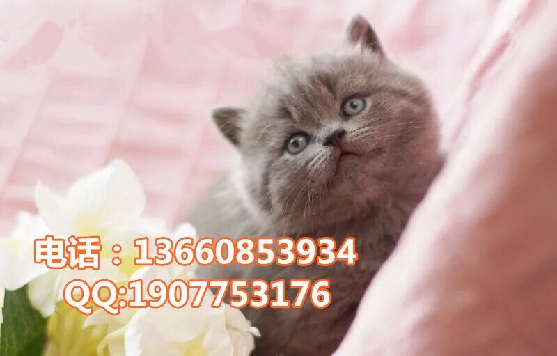 深圳哪里有出售蓝猫 深圳蓝猫一只多少钱