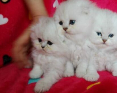 广州哪里有出售金吉拉 广州金吉拉一只多少钱