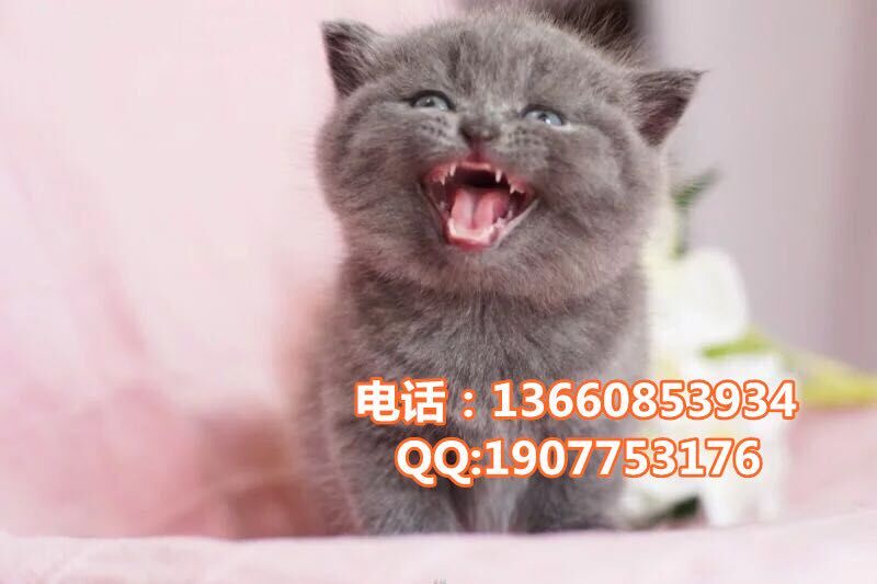 江门哪里有出售蓝猫 江门蓝猫一只多少钱