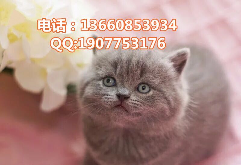 广州哪里有出售蓝猫 广州蓝猫一只多少钱