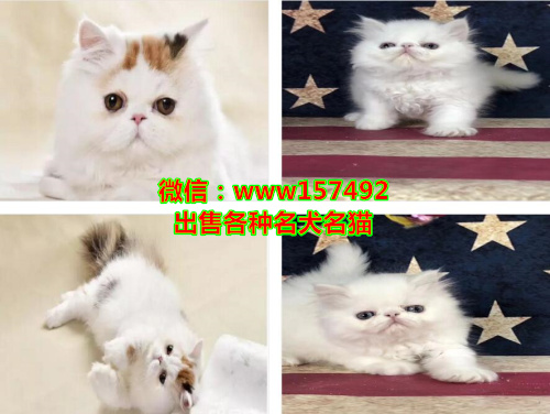 北京哪里有猫卖 北京蓝猫价格 北京加菲猫多少钱