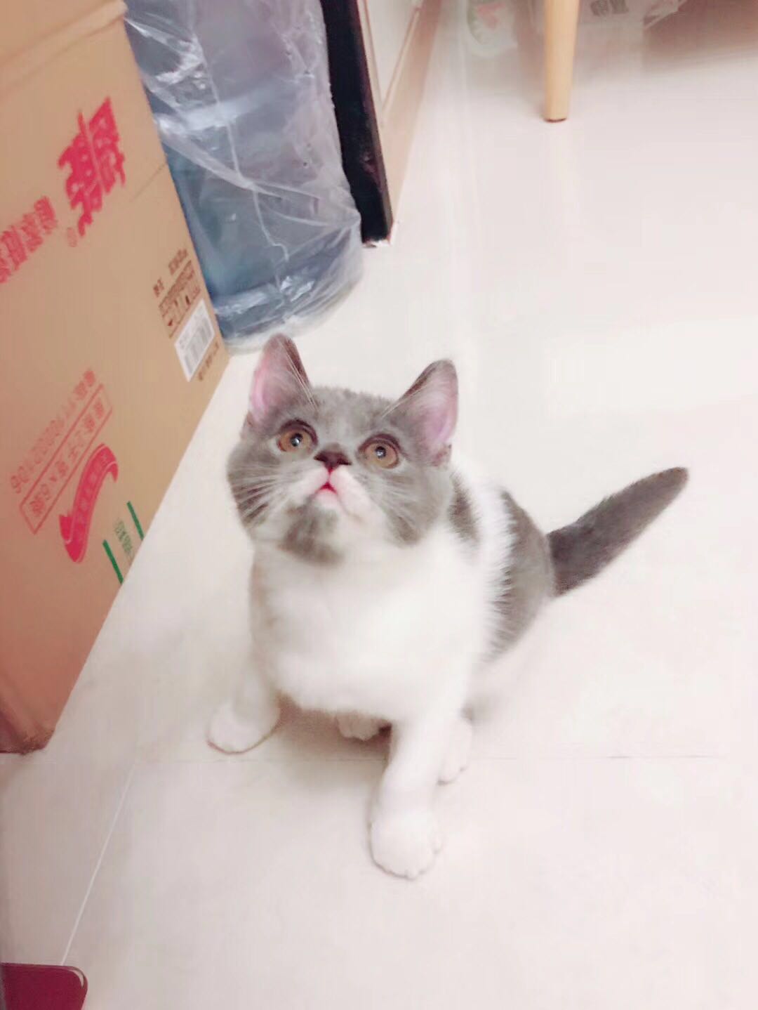 低价急出|英国短毛猫