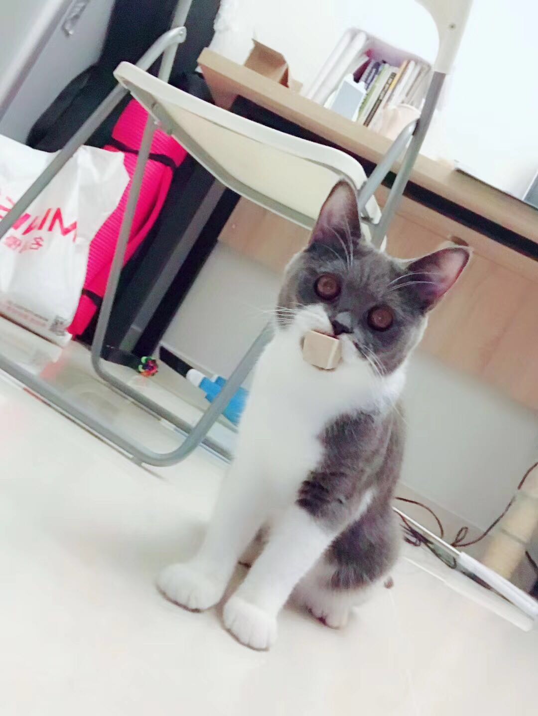 低价急出|英国短毛猫