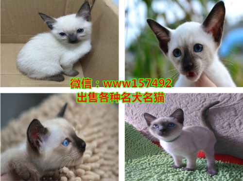 北京哪里有猫卖 北京蓝猫价格 北京加菲猫多少钱