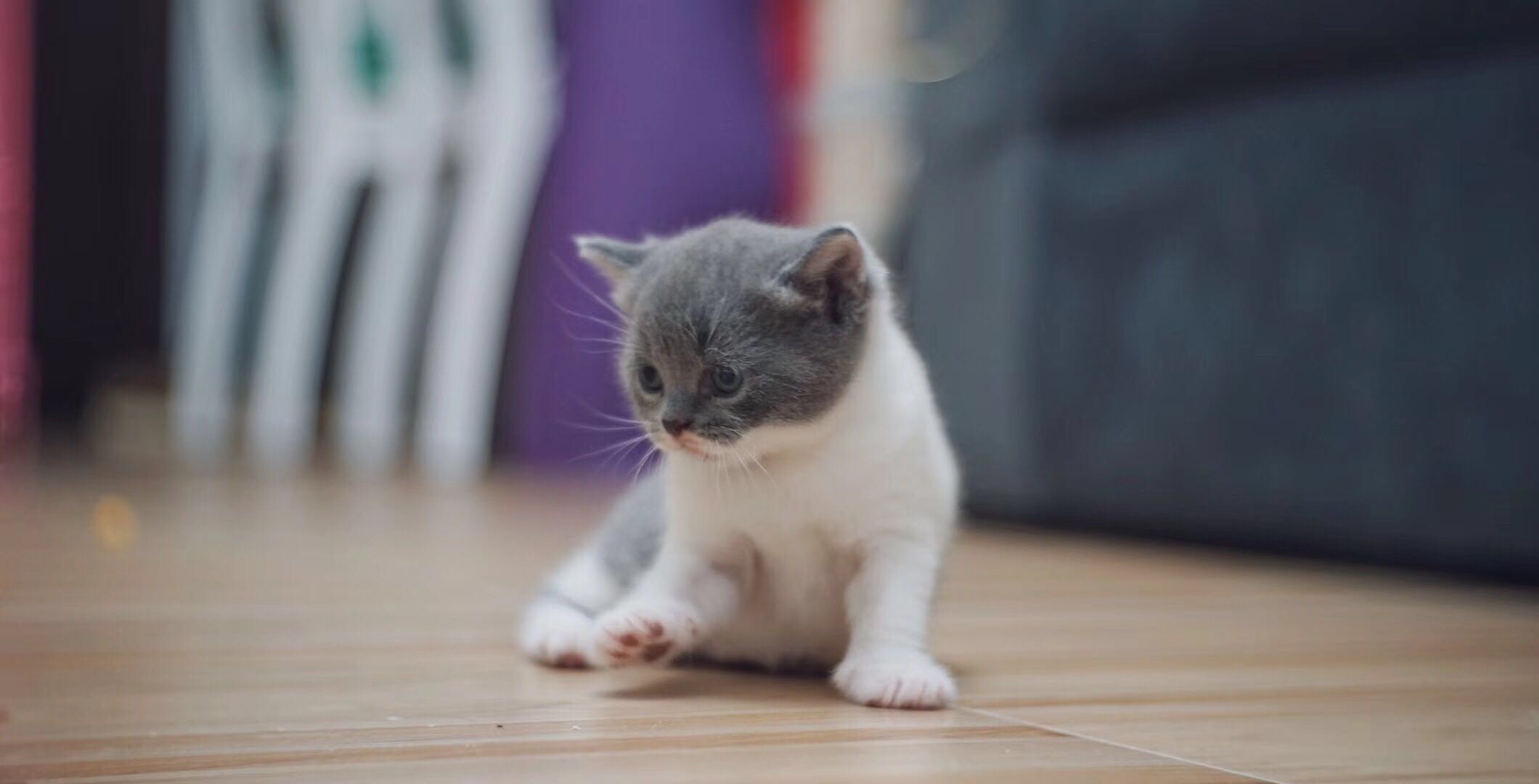 低价急出|英国短毛猫