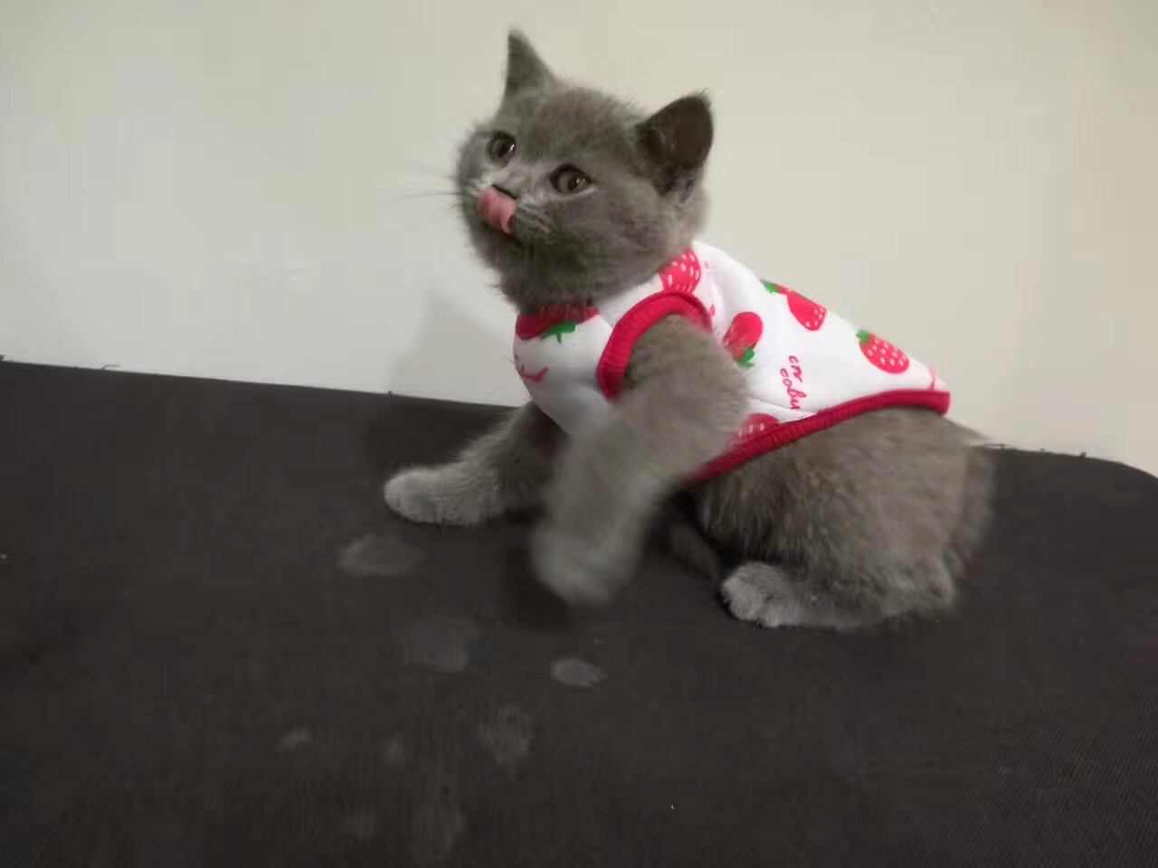 萌萌哒猫咪急寻新主人