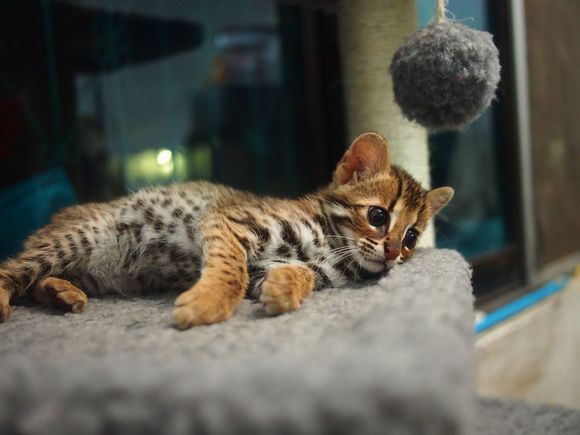 无锡哪里有加菲猫出售 无锡加菲猫多少钱 无锡加菲猫怎么卖