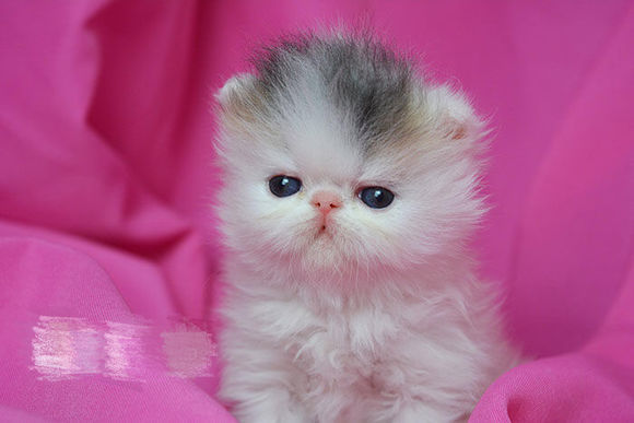 无锡哪里有加菲猫出售 无锡加菲猫多少钱 无锡