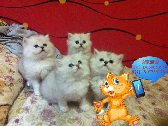 广州哪里有出售金吉拉 广州金吉拉一只多少钱