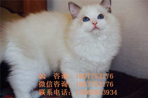 广州哪里有出售布偶 广州布偶一只多少钱