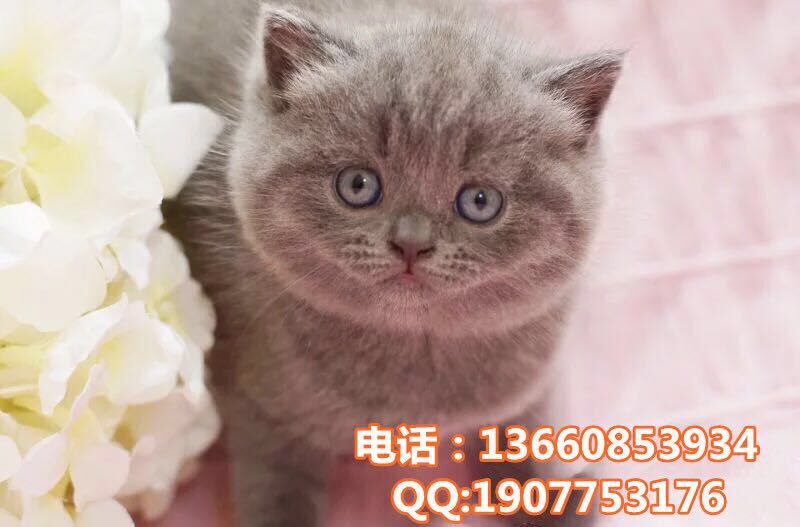 广州哪里有出售蓝猫 广州蓝猫一只多少钱