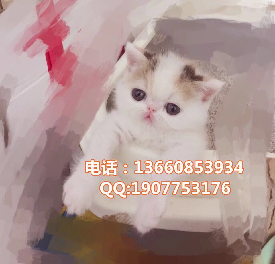 广州哪里有出售加菲猫 广州加菲猫一只多少钱