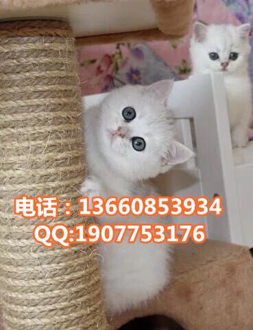 广州哪里有出售银渐层 广州银渐层一只多少钱