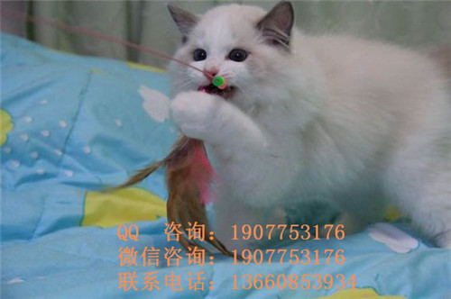 广州哪里有出售布偶 广州布偶一只多少钱