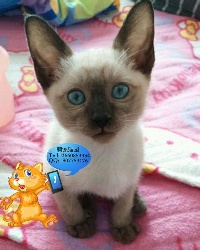 广州哪里有出售暹罗猫 广州暹罗猫一只多少钱