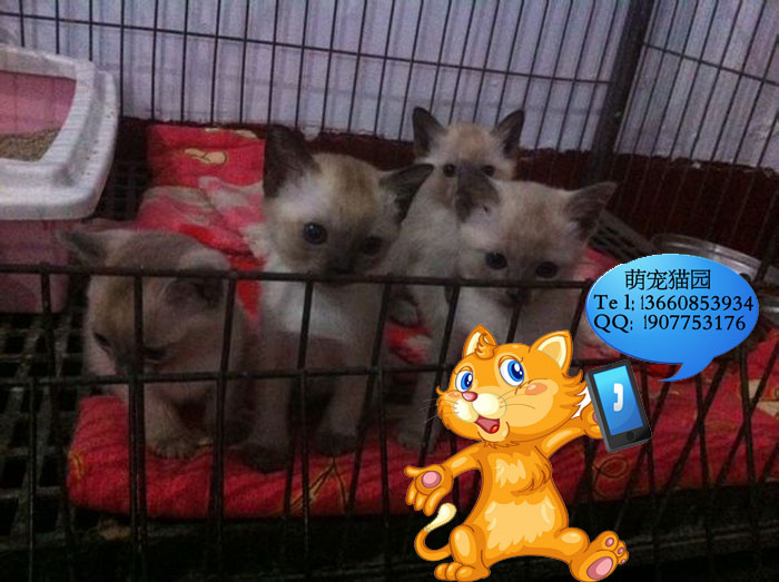 广州哪里有出售暹罗猫 广州暹罗猫一只多少钱