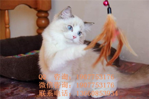 广州哪里有出售布偶 广州布偶一只多少钱