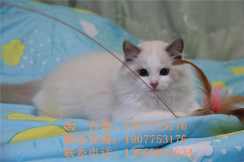 广州哪里有出售布偶 广州布偶一只多少钱