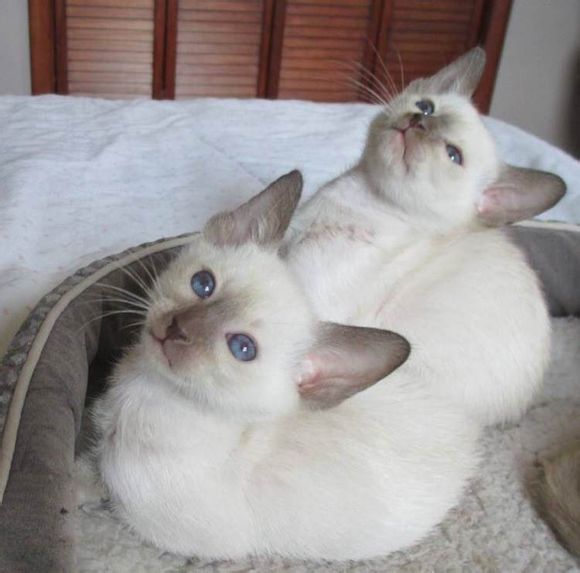 广州哪里有出售暹罗猫 广州暹罗猫一只多少钱