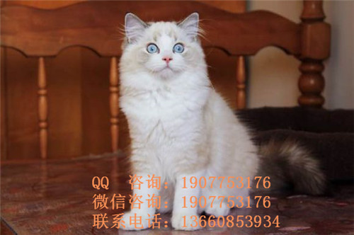 广州哪里有出售布偶 广州布偶一只多少钱