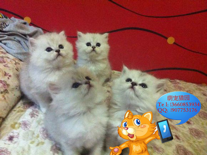 广州哪里有出售金吉拉 广州金吉拉一只多少钱