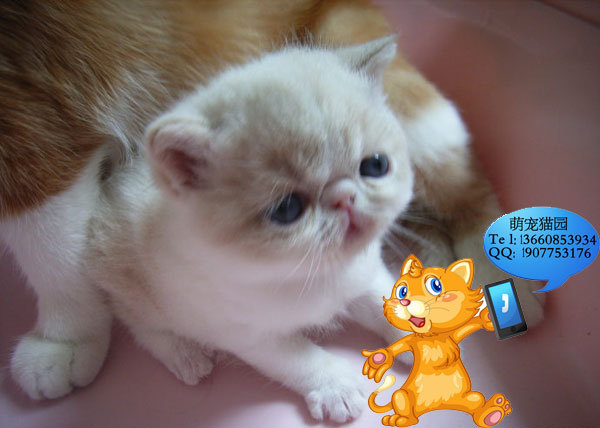 广州哪里有出售加菲猫 广州加菲猫一只多少钱