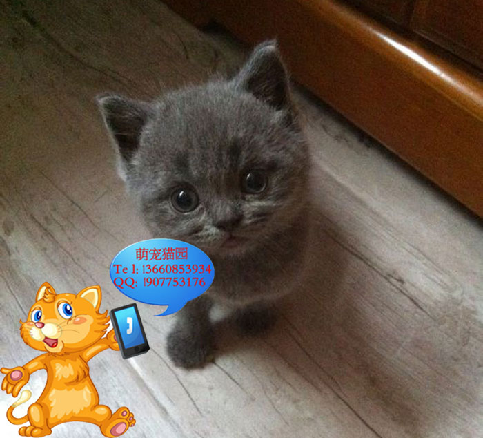 广州哪里有出售蓝猫 广州蓝猫一只多少钱