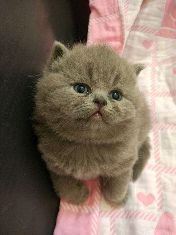 广州哪里有出售蓝白 广州蓝白一只多少钱