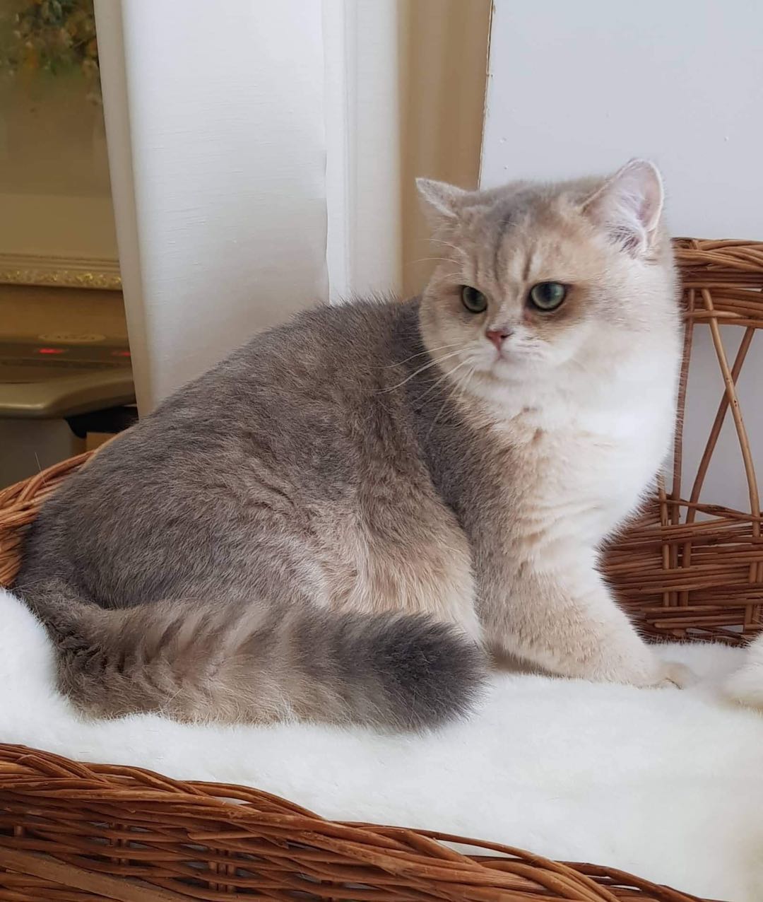 俄罗斯纯种缅因猫