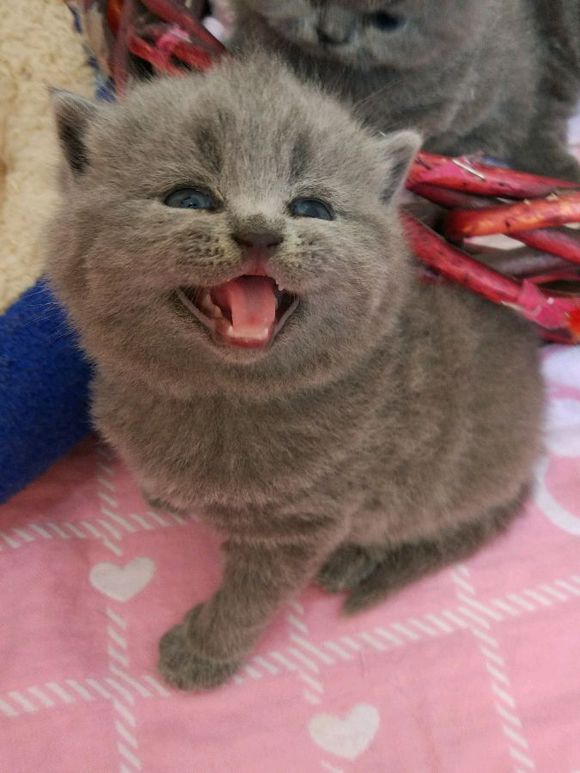 广州哪里有出售蓝猫 广州蓝猫一只多少钱