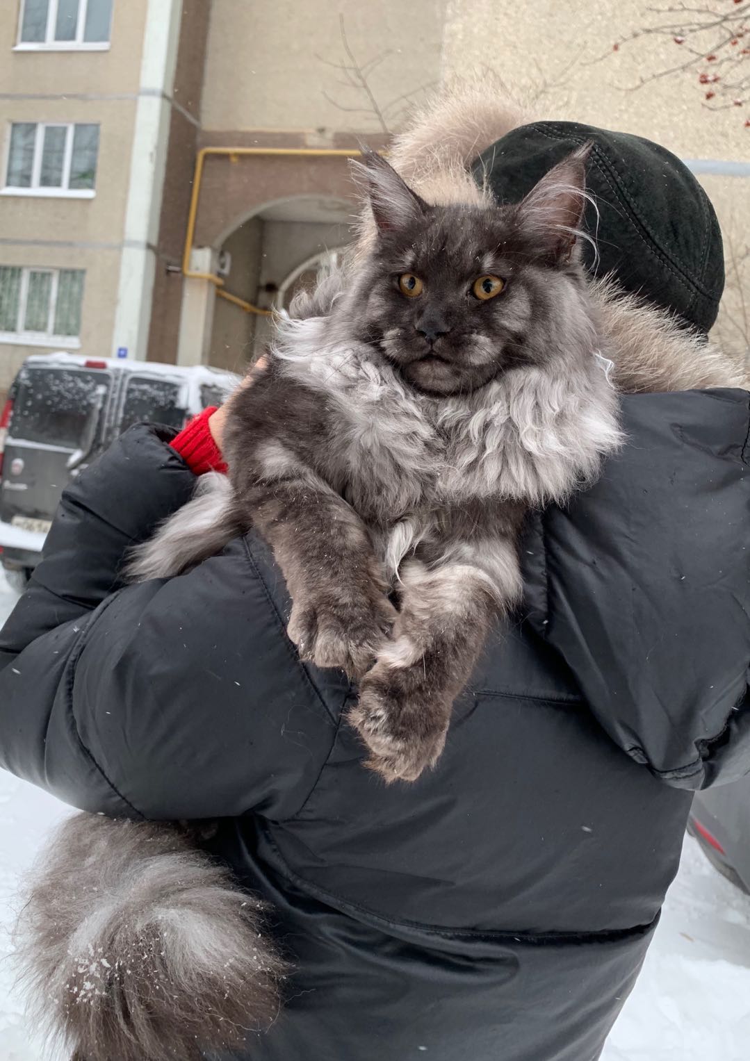 俄罗斯纯种缅因猫